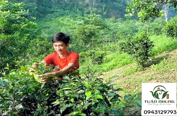 Cây chè trung du (chè ta) được trồng ở xã Phú Đô, Phú Lương (Thái Nguyên) những năm thập niên 1950, đến nay cây vẫn sinh trưởng tốt.