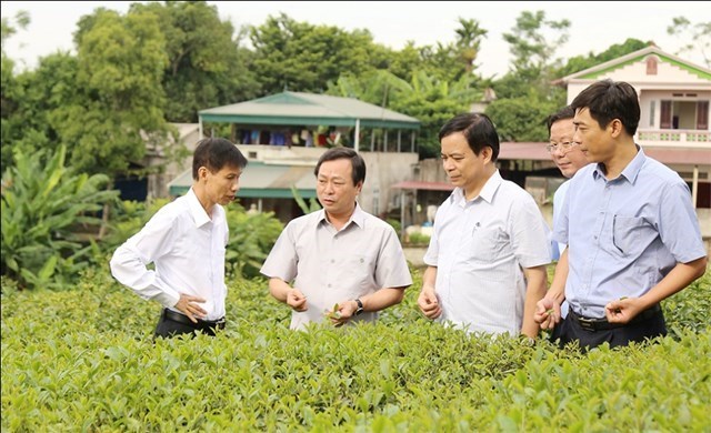 Chủ tịch UBND tỉnh Bùi Văn Quang và đoàn công tác thăm mô hình thí nghiệm, trồng và chế biến khảo nghiệm giống chè mới chất lượng cao tại Viện KHKT Nông lâm nghiệp miền núi phía Bắc.