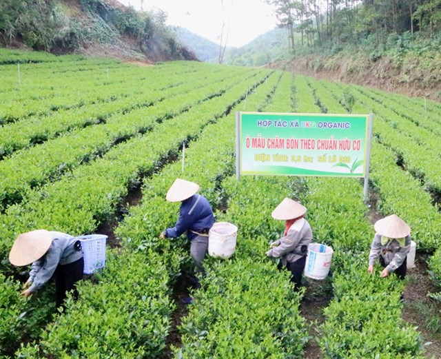 mô hình sản xuất chè an toàn của Hợp tác xã.