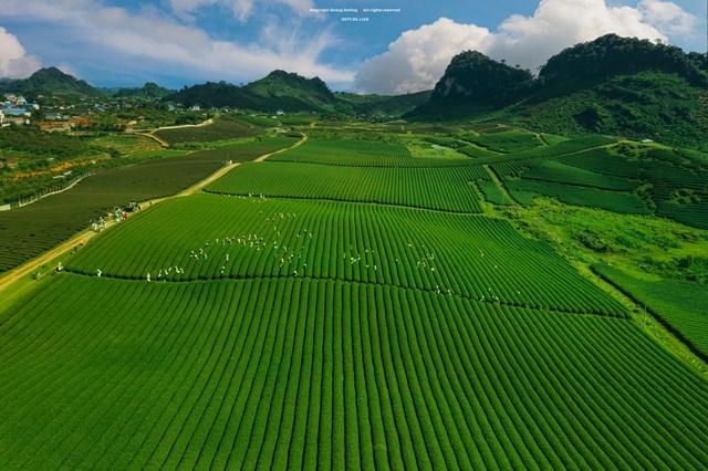 Mộc Châu luôn được biết đến là thiên đường du lịch với cảnh quan bình dị và đầy thơ mộng.