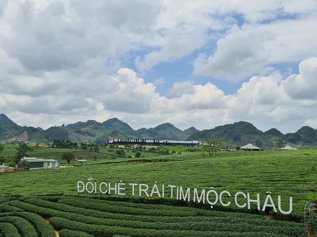 Đồi chè trái tim Love Mộc Châu. 