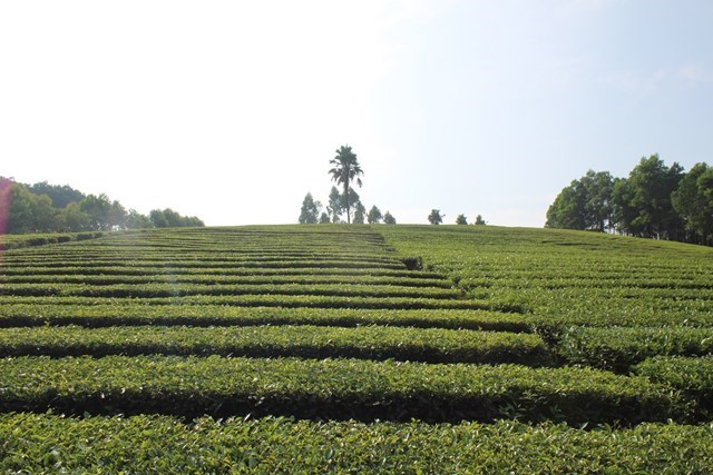 Vùng nguyên liệu sản xuất chè an toàn trên địa bàn huyện Thanh Thủy, tỉnh Phú Thọ. Ảnh: Sơn Thủy.