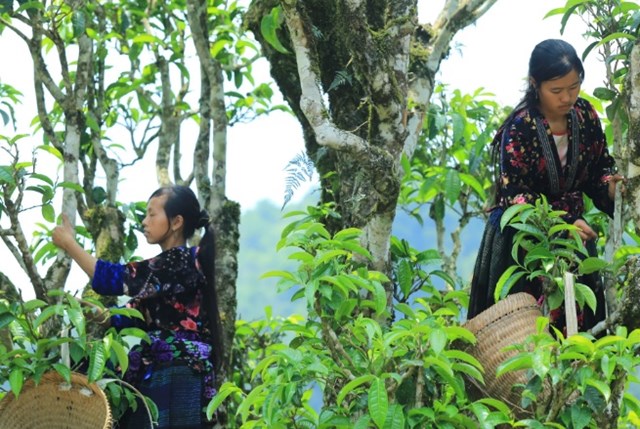 Những cây chè cổ thụ ở đây có độ tuổi hàng chục đến cả trăm năm, cao tới 3 - 5 mét, tán rộng, thân xù xì rêu phủ. Không chỉ mang giá trị về sinh thái, văn hóa, mà còn là tiềm năng kinh tế to lớn.