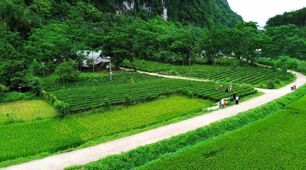 Con đường tuyệt đẹp nằm giữa thung lũng, một bên là đồi bát úp bạt ngàn chè xanh, bên kia là dãy núi đá vôi kỳ vĩ với những nương lúa xanh ngát khi còn con gái và vàng óng ả mỗi khi chín. Tạo nên khung cảnh làng quê đa sắc màu khiến mỗi du khách khi đến đây như quay lại tuổi thơ.