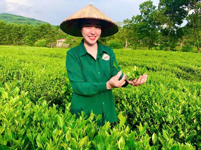 Hợp tác xã chè an toàn Sơn Thành đầu tư công nghệ vào sản xuất và hiện có 4 sản phẩm đạt tiêu chuẩn OCOP 3, 4 sao.