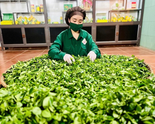 ​Nhờ sản xuất an toàn, HTX đang gặt hái thành công.