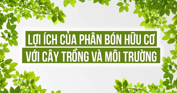 Lợi &#237;ch của ph&#226;n b&#243;n hữu cơ đối với c&#226;y ch&#232; v&#224; m&#244;i trường - Ảnh 1