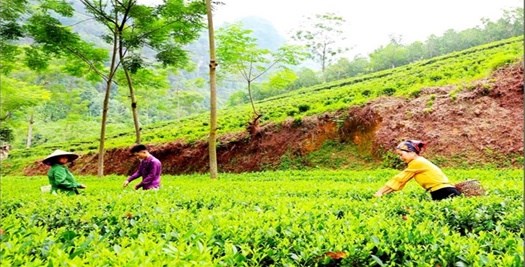 Mô hình tiên phong sản xuất chè hữu cơ tại xã Phú Đô, huyện Phú Lương (Thái Nguyên) từ năm 2018 đến nay đã gặt hái nhiều thành công, được các cấp chính quyền, cộng đồng doanh nhân và người tiêu dùng ghi nhận và đánh giá cao.