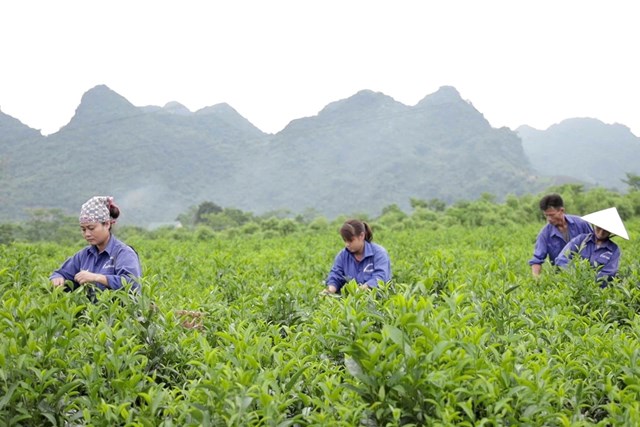 Người lao động thu h&aacute;i ch&egrave; tại v&ugrave;ng nguy&ecirc;n liệu của C&ocirc;ng ty, bảo đảm nguồn nguy&ecirc;n liệu đạt ti&ecirc;u chuẩn phục vụ chế biến.