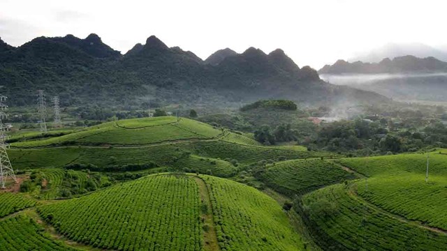 V&ugrave;ng nguy&ecirc;n liệu ch&egrave; của C&ocirc;ng ty Cổ phần Ch&egrave; H&ugrave;ng An được đầu tư, chăm s&oacute;c theo hướng n&acirc;ng cao năng suất, chất lượng v&agrave; ph&aacute;t triển bền vững.