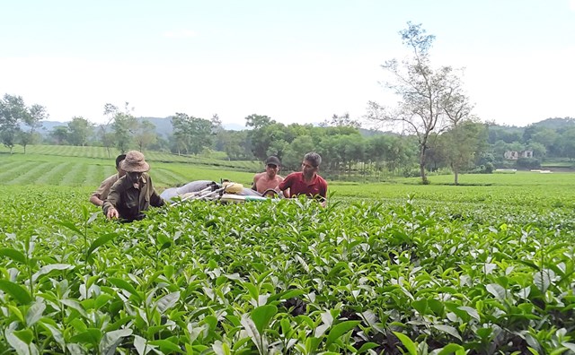 Diện tích chè tại xã Địch Quả, huyện Thanh Sơn của Công ty Chè Phú Đa đã được cấp mã số vùng trồng.