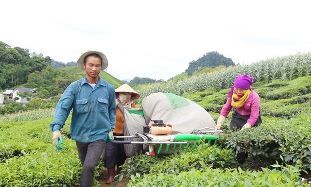 Nông dân bản Mến, xã Tô Múa, huyện Vân Hồ, cơ giới hóa trong thu hái chè.