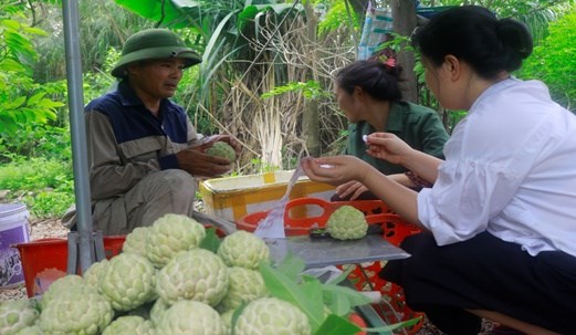 Người dân thu hoạch na và gắn tem truy xuất nguồn gốc cho sản phẩm.