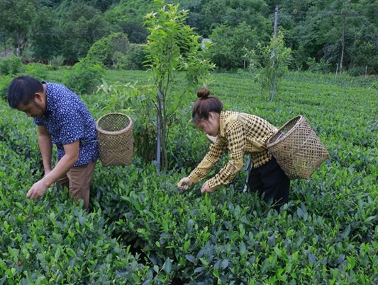 Người dân ở xã Phú Đô, Phú Lương, Thái Nguyên thu hoạch trà