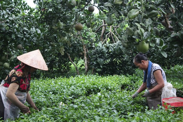 Bà con làng nghề chè Phú Yên, xã Yên Bài thu hái chè. Ảnh: Phi Long.