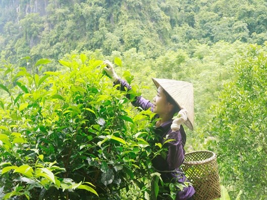 Những cây chè ở xã Phú Đô, huyện Phú Lương (Thái Nguyên) phát triển vượt bậc để trở thành thức uống mát mẻ, chuẩn hương vị và ngon lành.