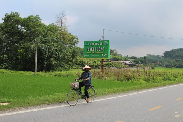 Hợp t&#225;c x&#227; Tuyết Hương - Sản xuất ch&#232; theo quy tr&#236;nh VietGAP hướng đến ph&#225;t triển bền vững - Ảnh 8