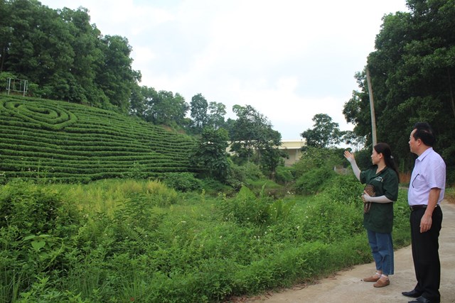 Hợp t&#225;c x&#227; Tuyết Hương - Sản xuất ch&#232; theo quy tr&#236;nh VietGAP hướng đến ph&#225;t triển bền vững - Ảnh 11