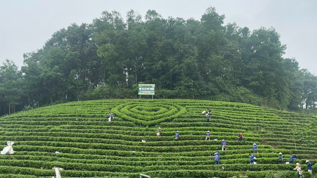 Vùng nguyên liệu chè của Hợp tác xã Tuyết Hương xóm Na Long, xã Hóa Trung, huyện Đồng Hỷ, tỉnh Thái Nguyên