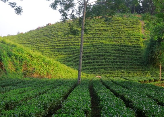 Vựa chè xanh Thái Nguyên.