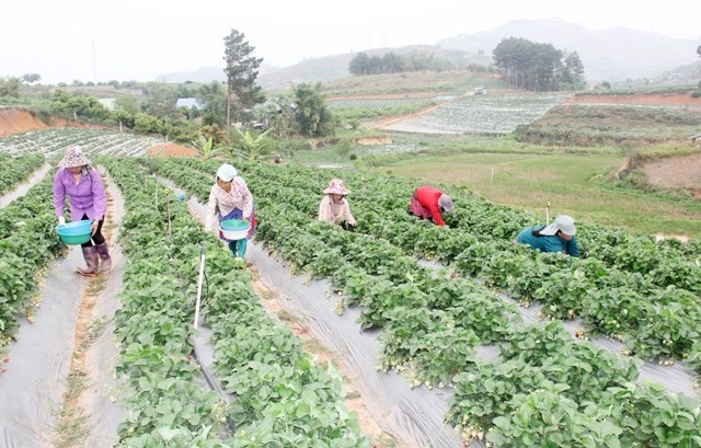 Những năm trở lại đây người dân xã Cò Nòi, huyện Mai Sơn (Sơn La) đẩy mạnh phát triển dâu tây.