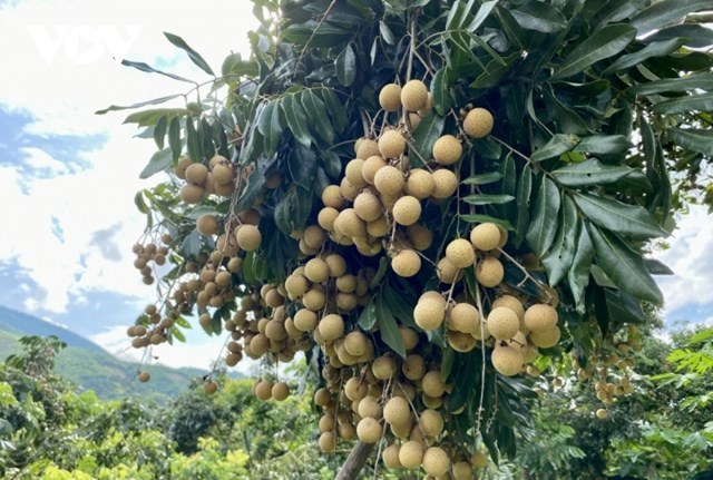 Mùa quả ngọt về với bà con trong niềm vui được mùa, được giá. Năm nay, Sông Mã dự kiến cung cấp cho thị trường khoảng 70.000 tấn nhãn quả tươi.