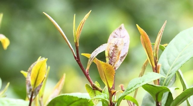 Chè búp tím là đặc sản của huyện Thanh Ba, tỉnh Phú Thọ