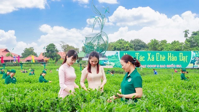 V&ugrave;ng nguy&ecirc;n liệu ch&egrave; của HTX Hảo Đạt.