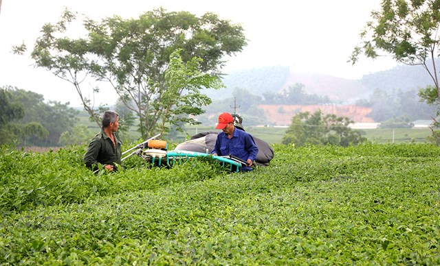 Cây chè được xã Địch Quả đầu tư thâm canh, ứng dụng cơ giới hóa vào sản xuất, góp phần nâng cao thu nhập cho người dân.