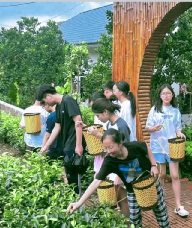 Các cháu học sinh tham quan trải nghiệm tại vườn chè của gia đình ông bà Thanh Thiết.