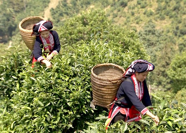 H&#224; Giang: Huyện Ho&#224;ng Su Ph&#236; quản l&#253; hiệu quả ph&#225;t triển n&#244;ng nghiệp đặc trưng h&#224;ng h&#243;a chất lượng cao - Ảnh 1