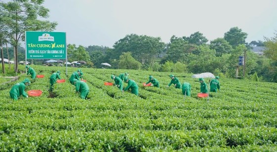 Vùng nguyên liệu chè của ”, Công ty TNHH Tân Cương Xanh .