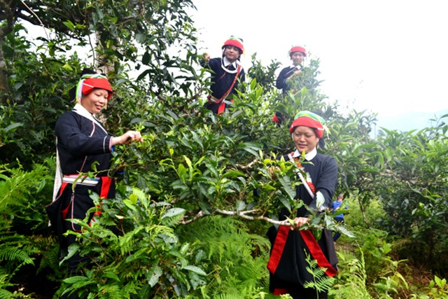 Hoàng Su Phì chú trọng nâng cao giá trị cây chè Shan tuyết gắn với du lịch sinh thái.