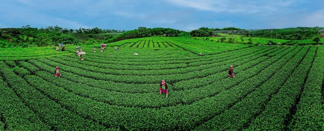 Từ diện tích nhỏ trồng thử nghiệm năm 1963, hiện nay Hải Hà có trên 700ha cây chè phát triển xanh tốt.