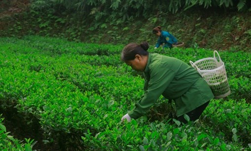 Nương chè hữu cơ tươi tốt khi có giun đất phát triển, cải thiện tình trạng úng nước do mưa nhiều trong mùa mưa năm 2024.