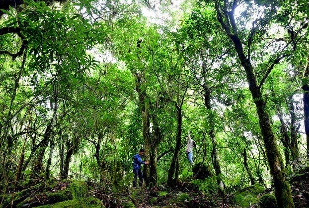 Kh&#225;m ph&#225; b&#225;u vật “tr&#224; b&#250;p t&#237;m cổ thụ” tr&#234;n đỉnh n&#250;i Chi&#234;u Lầu Thi h&#249;ng vĩ - Ảnh 2