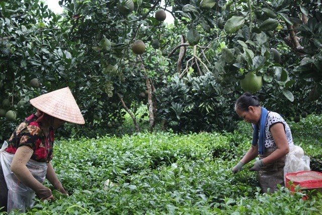 Tổng diện tích cây chè của thôn Phú Yên hiện có 70ha được trồng đan xen cây ăn quả.