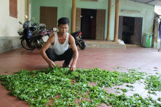 Hộ gia đình trồng chè ông Nguyễn Văn Chính, tại khu 3, xóm Đô, xã Ba Trại đã gắn bó làm nghề chè gần 40 năm. Ảnh: Sơn Thủy.