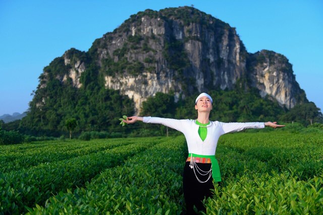 Vùng nguyên liệu chè tại thị trấn Hàng Trạm, huyện Yên Thủy (Hòa Bình), được Công ty TNHH MTV 2-9 Hòa Bình ưu tiên đầu tư phát triển.