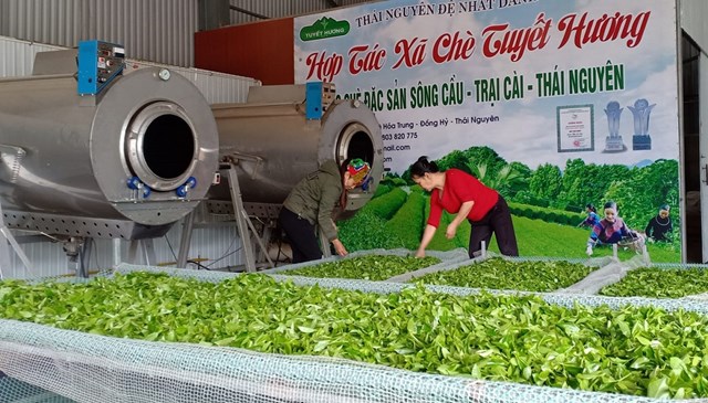 Đến v&#249;ng &quot;Hợp t&#225;c x&#227; Tuyết Hương&quot; ngắm đồi ch&#232; xanh mướt, thơ mộng ở Th&#225;i Nguy&#234;n - Ảnh 9