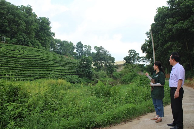 Đến v&#249;ng &quot;Hợp t&#225;c x&#227; Tuyết Hương&quot; ngắm đồi ch&#232; xanh mướt, thơ mộng ở Th&#225;i Nguy&#234;n - Ảnh 1