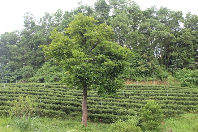 Đến v&#249;ng &quot;Hợp t&#225;c x&#227; Tuyết Hương&quot; ngắm đồi ch&#232; xanh mướt, thơ mộng ở Th&#225;i Nguy&#234;n - Ảnh 6