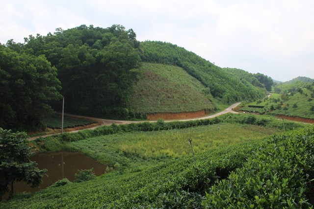 Đến v&#249;ng &quot;Hợp t&#225;c x&#227; Tuyết Hương&quot; ngắm đồi ch&#232; xanh mướt, thơ mộng ở Th&#225;i Nguy&#234;n - Ảnh 4