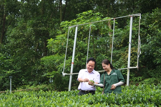 Đến v&#249;ng &quot;Hợp t&#225;c x&#227; Tuyết Hương&quot; ngắm đồi ch&#232; xanh mướt, thơ mộng ở Th&#225;i Nguy&#234;n - Ảnh 3