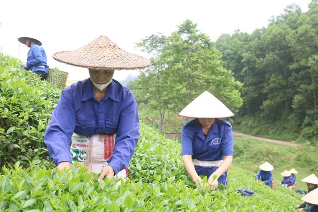 Các thành viên HTX Tuyết Hương thu hái chè.