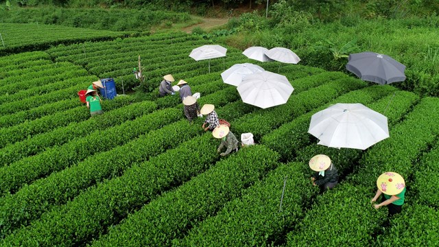 Các vườn chè tại xã Khe Mo, huyện Đồng Hỷ, Thái Nguyên đều được đầu tư hệ thống tưới nước tự động và tuân thủ quy trình dưỡng đất, chăm sóc, hái, tỉa theo tiêu chuẩn nghiêm ngặt để đảm bảo chất lượng nguyên liệu tốt nhất cho Trà Xanh Không Độ.