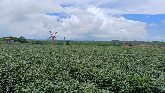 Vùng nguyên liệu của trà Việt Tú tại xã Quảng Long, huyện Hải Hà, tỉnh Quảng Ninh.