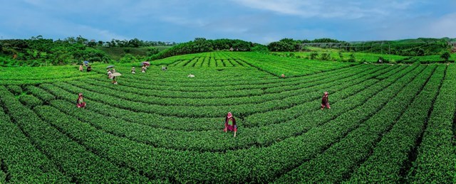 Những đồi chè xanh ngát ở xã Quảng Long, huyện Hải Hà, tỉnh Quảng Ninh.