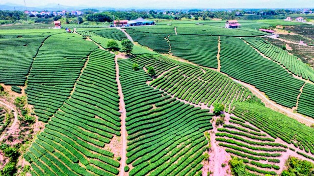 Hải Hà là vùng chè rộng lớn.