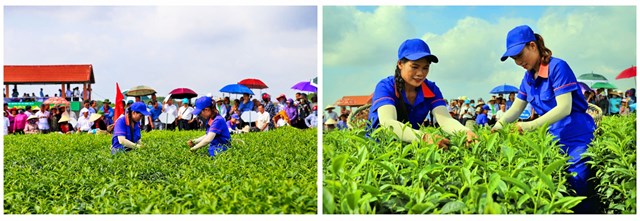 Tháng 5/2018,  Hải Hà lần đầu tiên tổ chức Lễ hội chè. Mục đích là quảng bá hình ảnh cây chè, sản phẩm chè để nhiều bạn hàng trong và ngoài nước biến đến hơn.